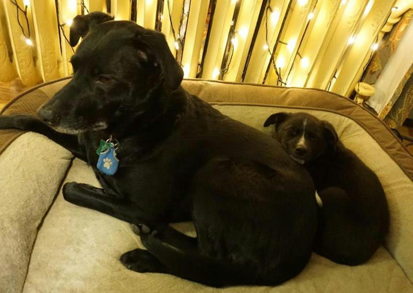 Rosie the six-year-old Lab mix tolerates the cuddly new puppy, Angus.