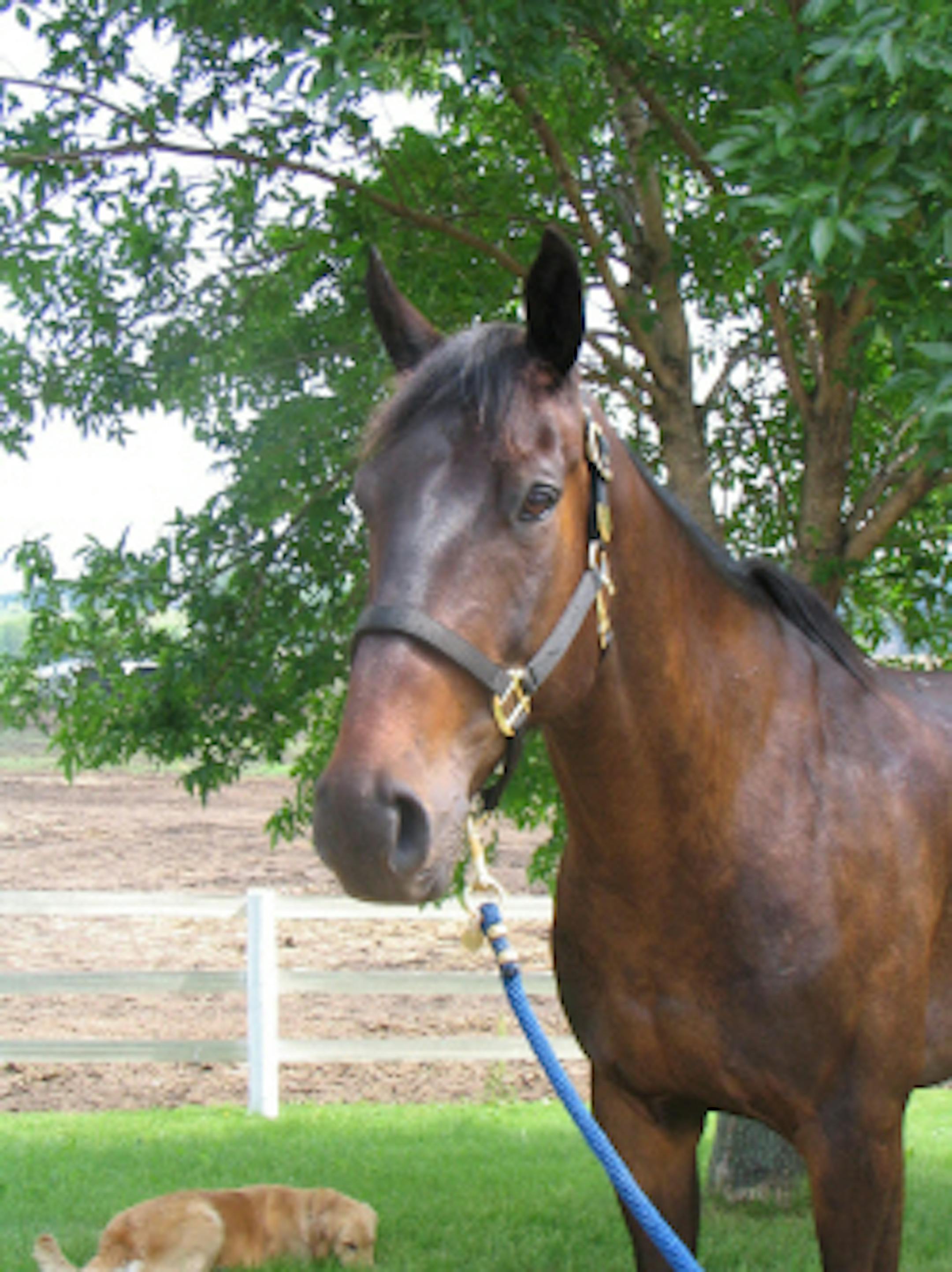 Mounted Patrol member Oliver is being retired from service.