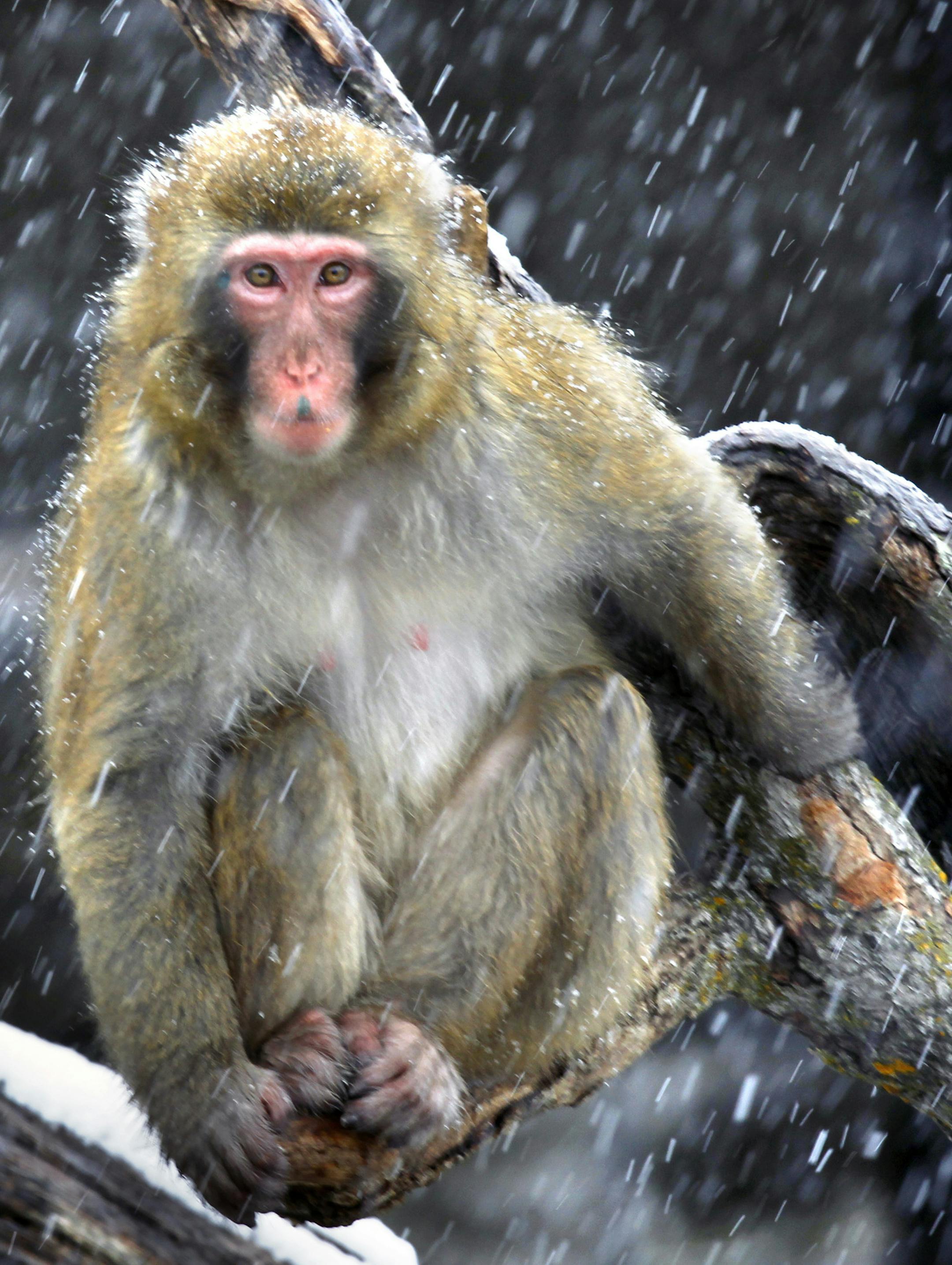 $10 million for Minnesota Zoo's Discovery Bay and snow monkey exhibits.