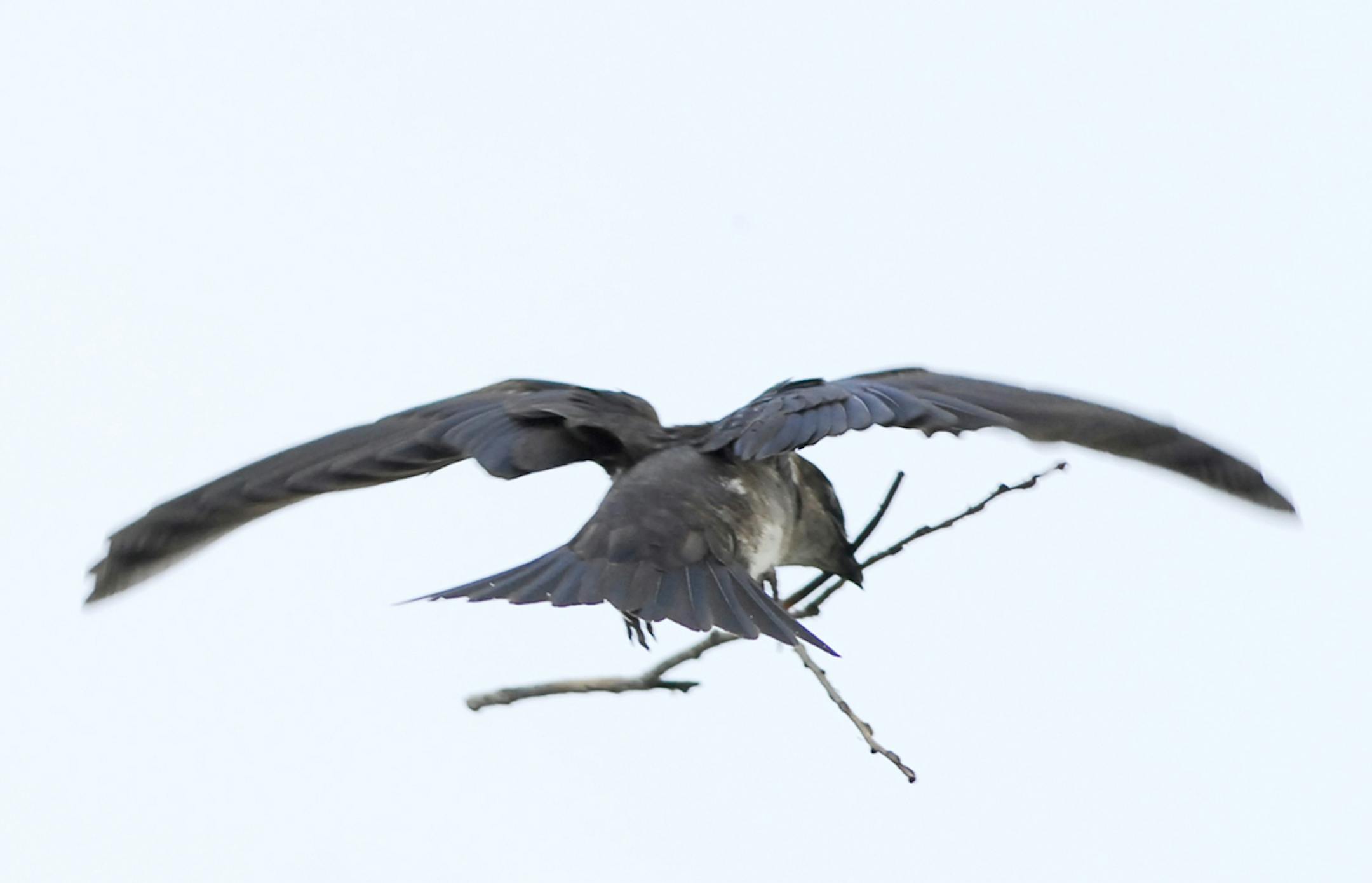 Female purple martin gathers nesting materials credit: Jim Williams, Special to the Star Tribune