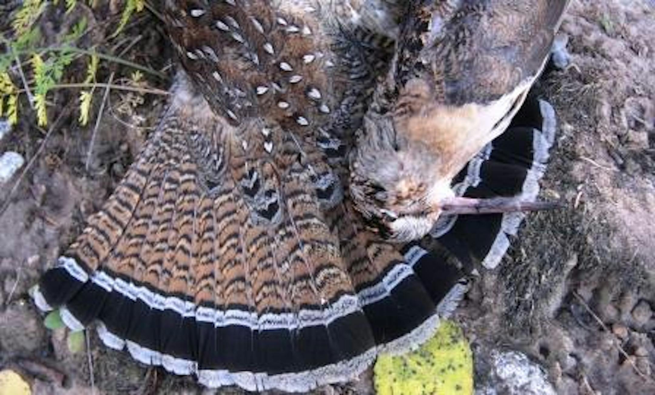 Good ruffed grouse habitat is also good woodcock habitat.