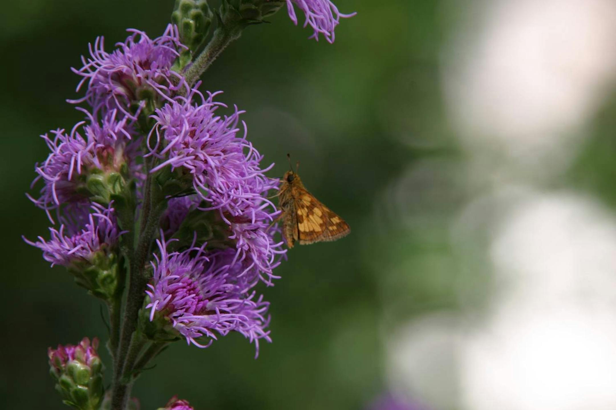 Native plant landscaping, 'pecks skipper on meadow blazingstar'