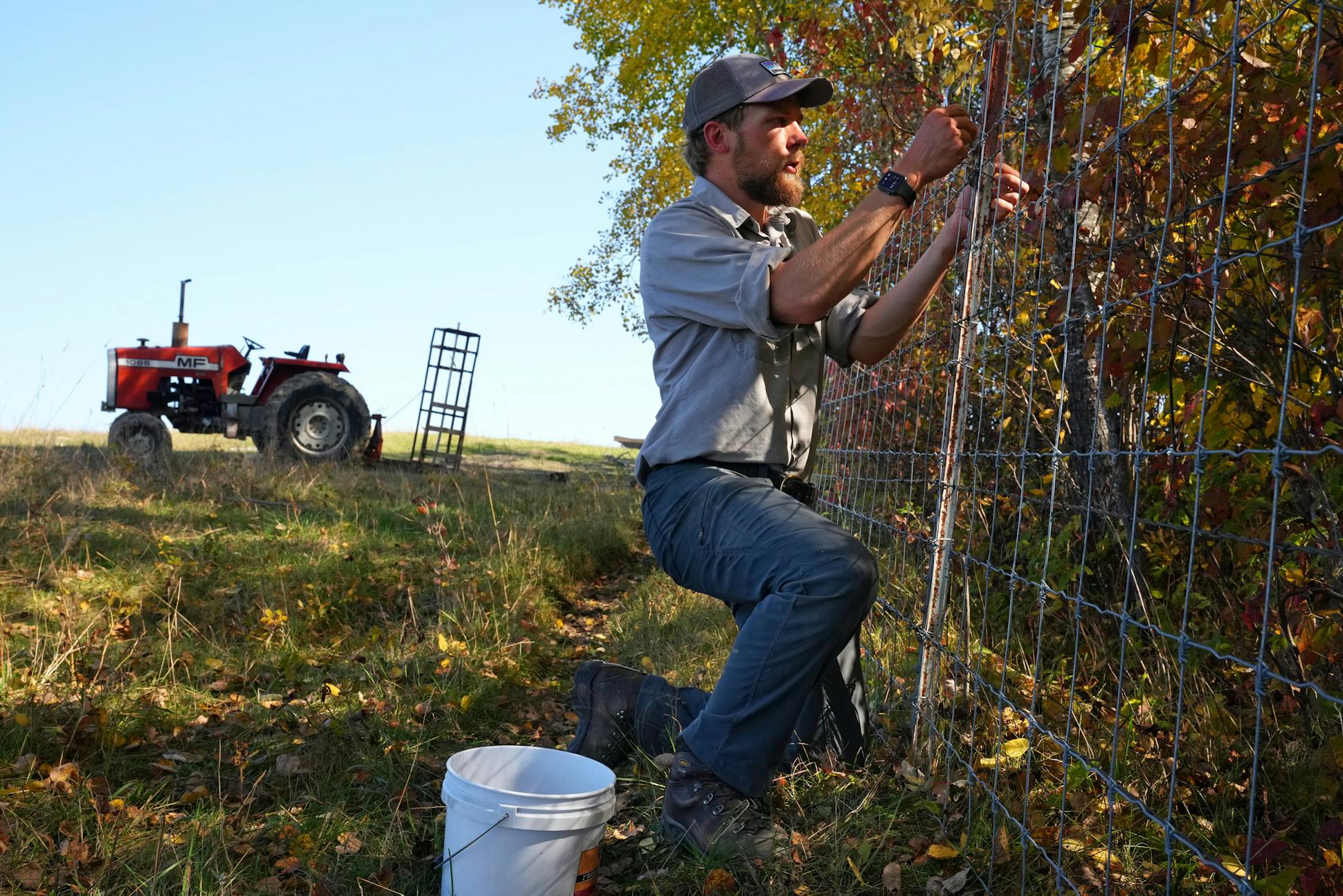 Austin Homkes and the Voyageurs Wolf Project are helping rancher Wes Johnson put up miles of wolf-proof fencing around his cattle. Taxpayers pay ranchers market value for any loss to wolves that can be verified — an average sum of about $131,000 a year. Then, federal trappers kill the nearby wolves. 