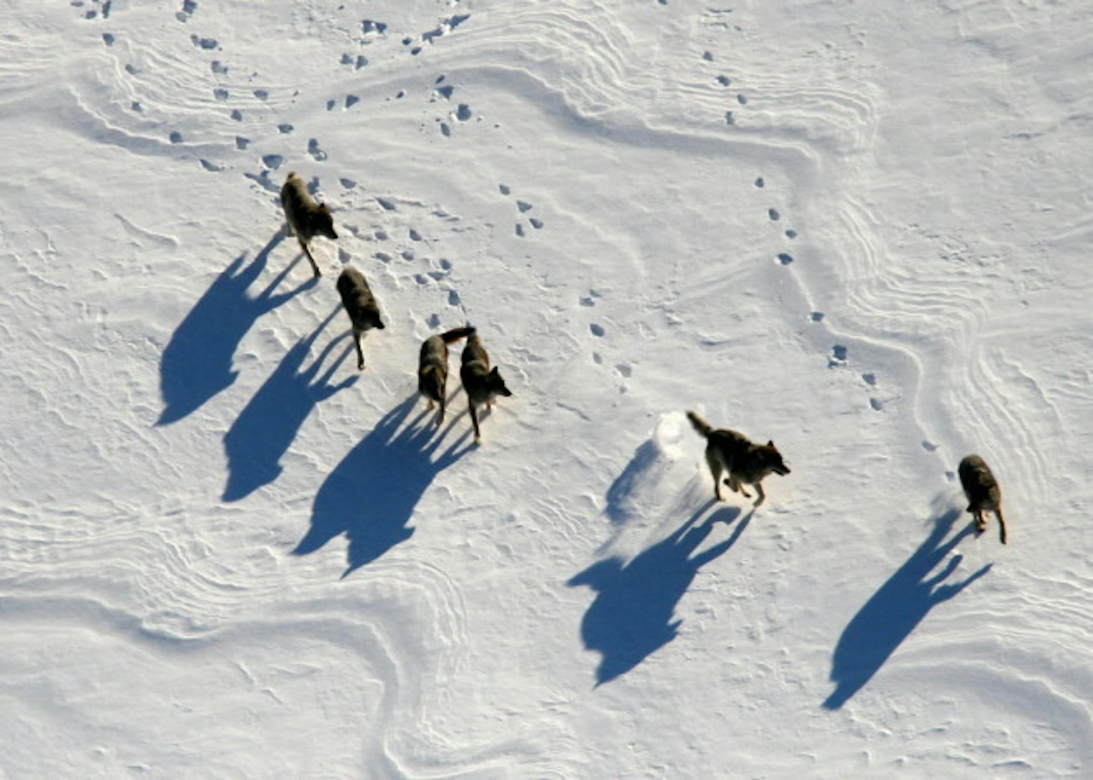 2009: Wolves in winter on Isle Royale.