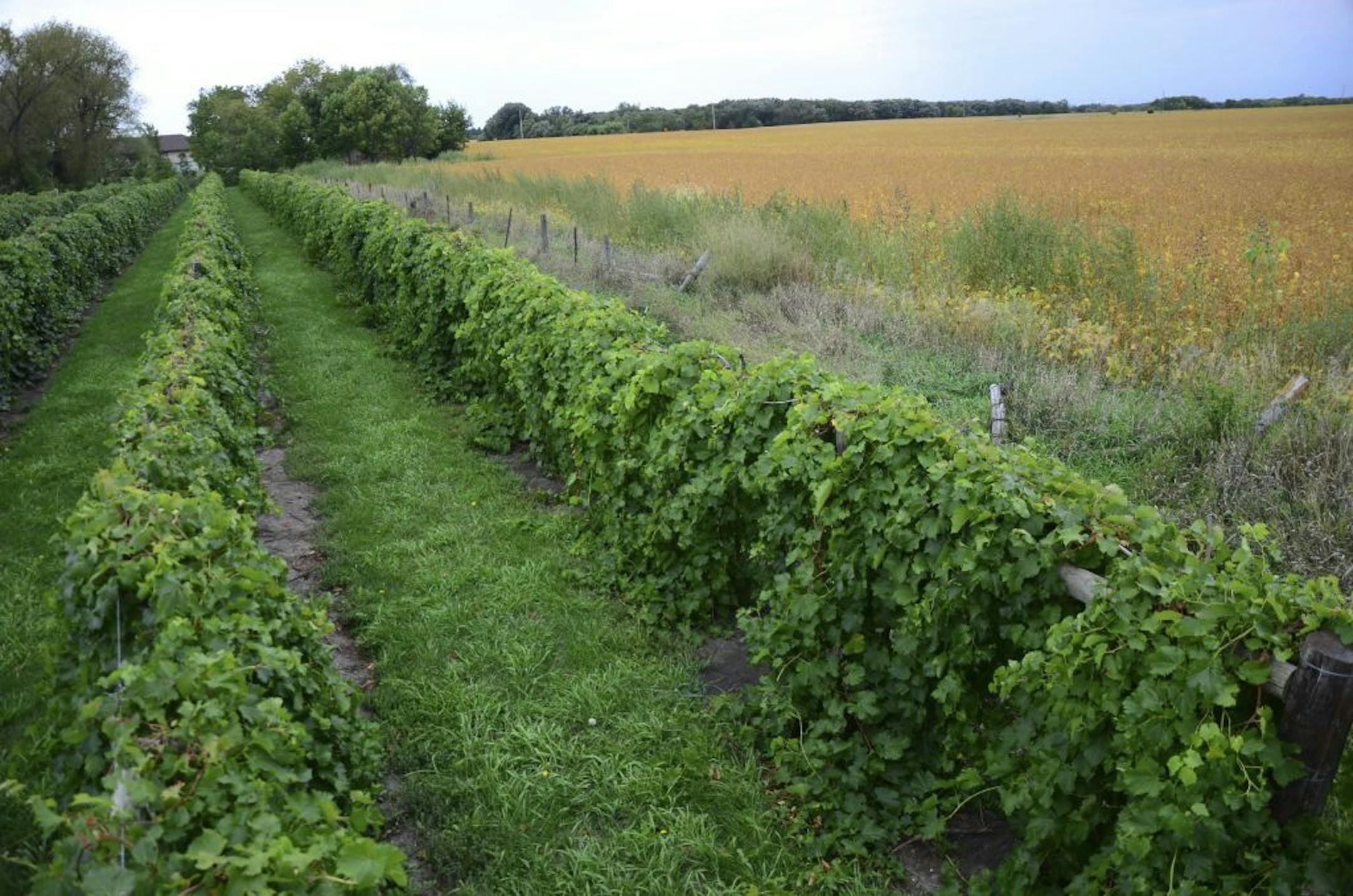InnSpiration Vineyard in nestled in farm country near Linn Grove, Iowa.