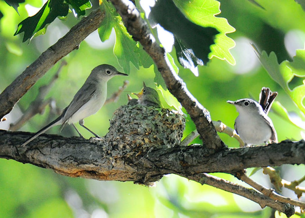 A pair of blue-gray gnatcatchers feeds insects to nestlings.