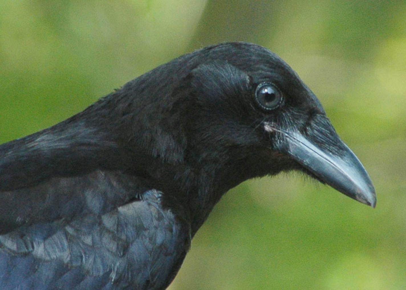 Close up shot of a crow's head