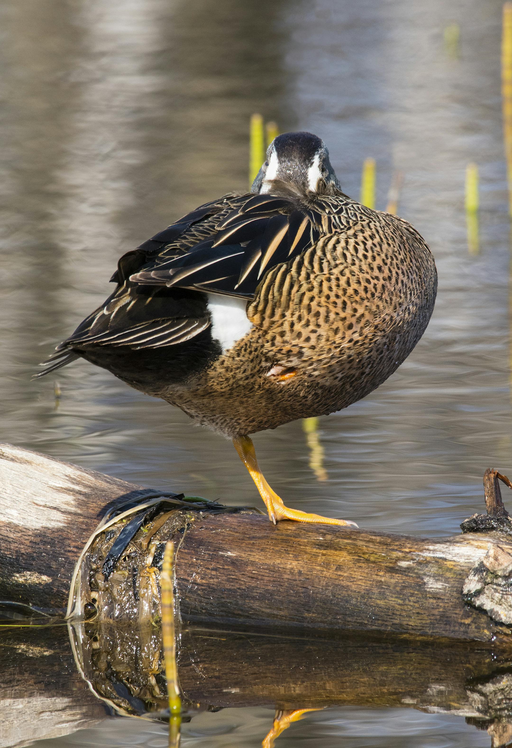 Why is this male blue-winged teal standing on one leg? The reason might surprise you.