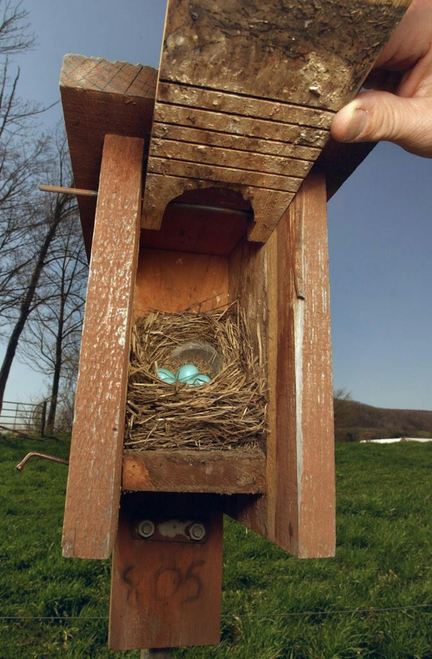 Kevin Berner, associate professor of Fisheries and Wildlife Technology at the State University of New York at Cobleskill, opens a Gilwood Bluebird box with five eggs in it April 29, 2004, in Cobleskill, N.Y.