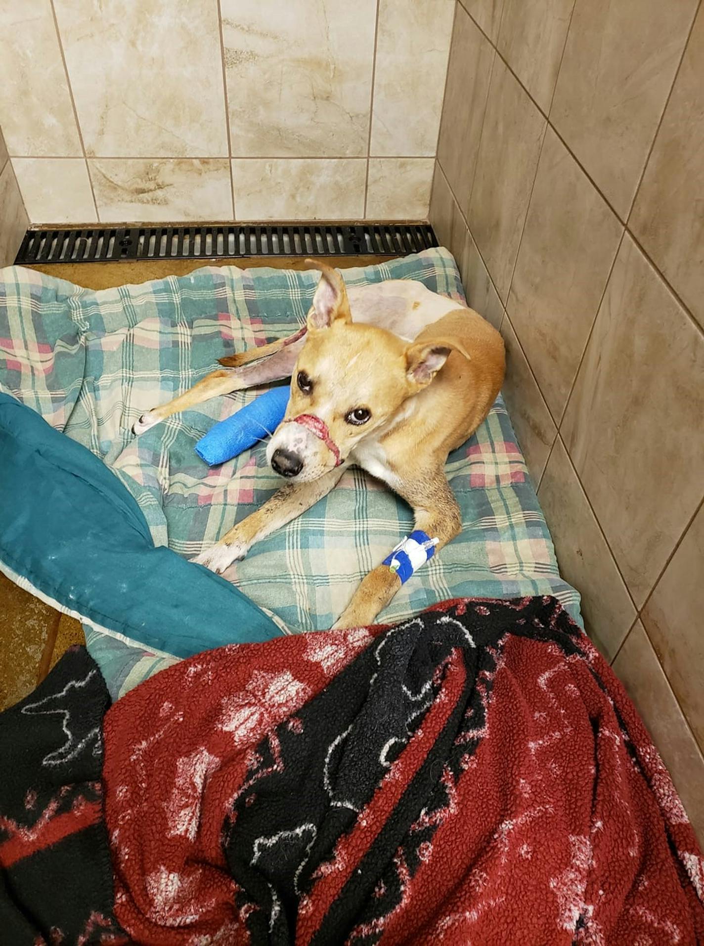 Riptide recovers after surgery at Rescued Pets Are Wonderful in Blaine.