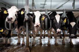 Cows stand in the milking parlor of a dairy farm in New Vienna, Iowa, on Monday, July 24, 2023. The bird flu outbreak in U.S. dairy cows is prompting 