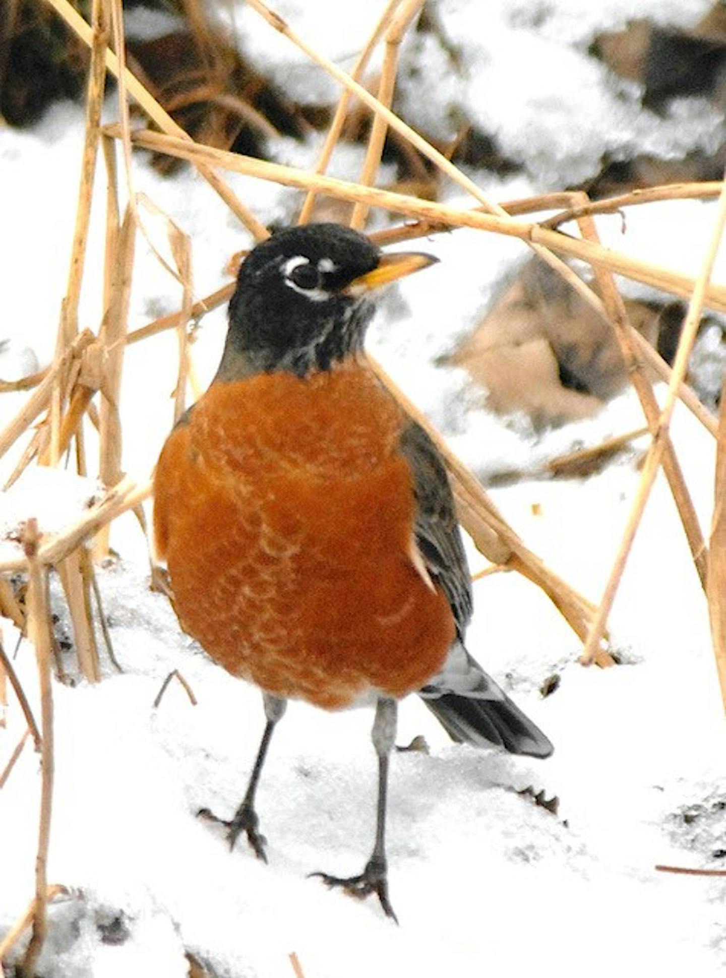 An American robin on snowy ground