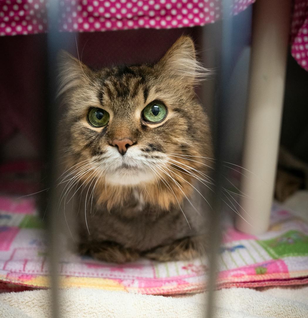 A cat awaits adoption at Minneapolis Animal Care and Control.
