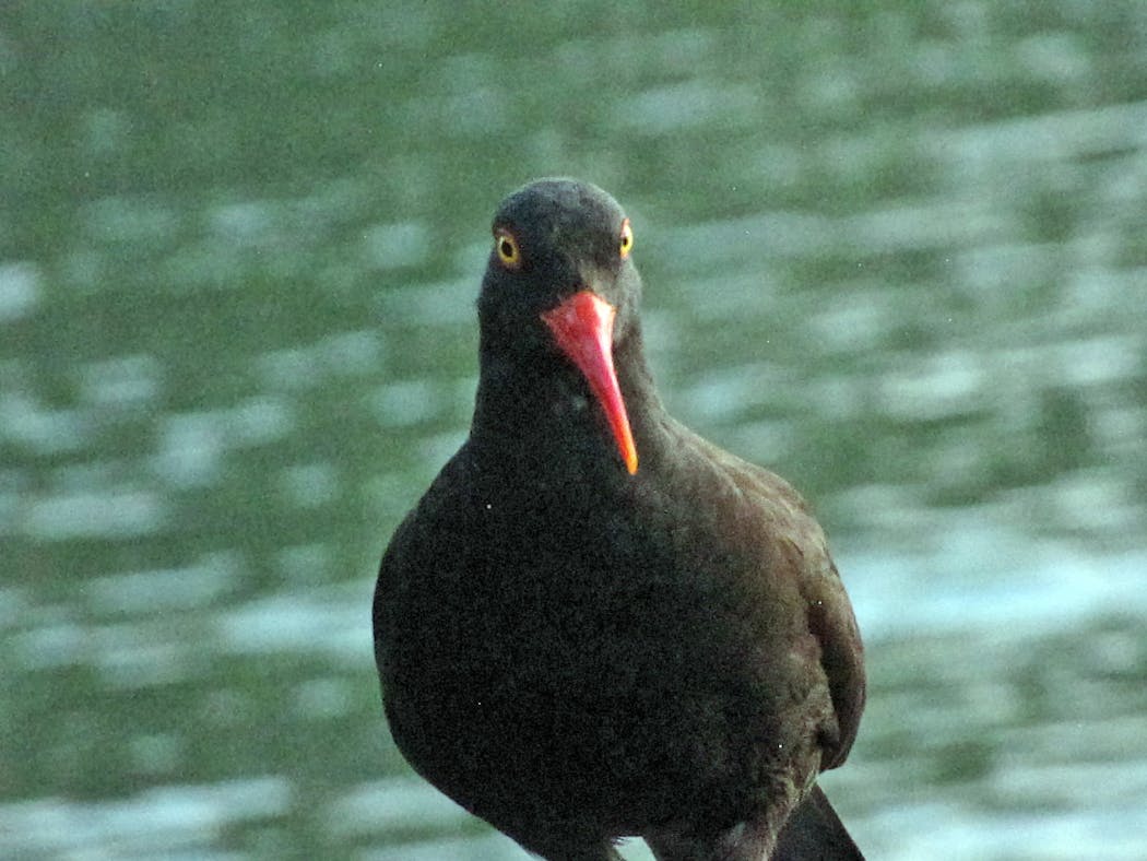 An oystercatcher with its distinctively long orange-red beak.