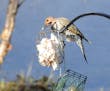 Want to help birds through the cold winter? Set this out in your yard
