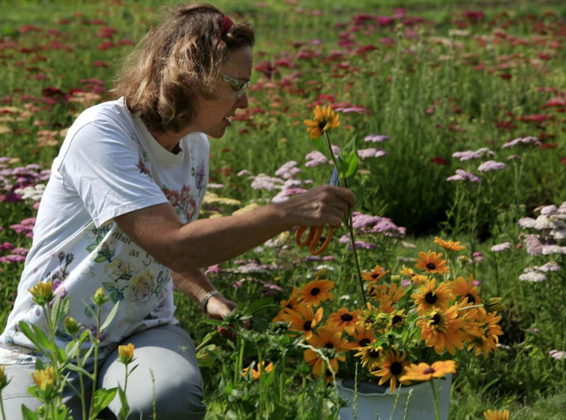 Robin Trott of Prairie Garden Farm in Starbuck, MN, cuts and prepares flowers, she will refidgerate the flowers and deliver them the next day to businesess in Minneapolis and the surrounding area. June 27, 2012.