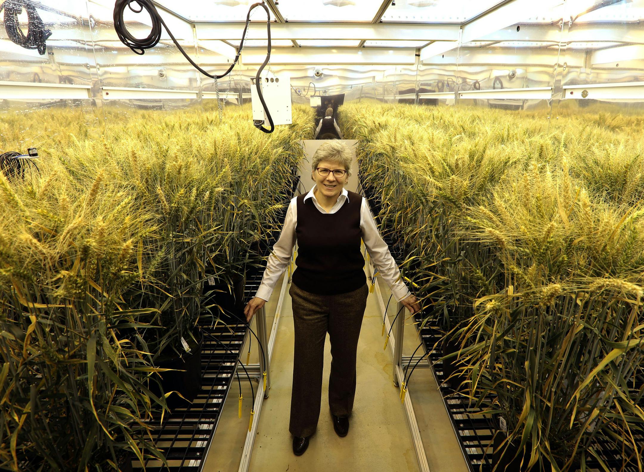 Dr. Claire CaJacob, Global Wheat Technology Lead, poses for a portrait inside a growth chamber with three month old wheat on Thursday, Jan. 8, 2014, at Monsanto's Chesterfield Village Research Center near St. Louis. The growing conditions simulate a summer day in North Dakota. Monsanto is once again pursuing development of genetically modified wheat - something it abandoned in the 1990s after meeting stiff resistance from farmers worried about consumer reaction. (Laurie Skrivan/St. Louis Post-Di