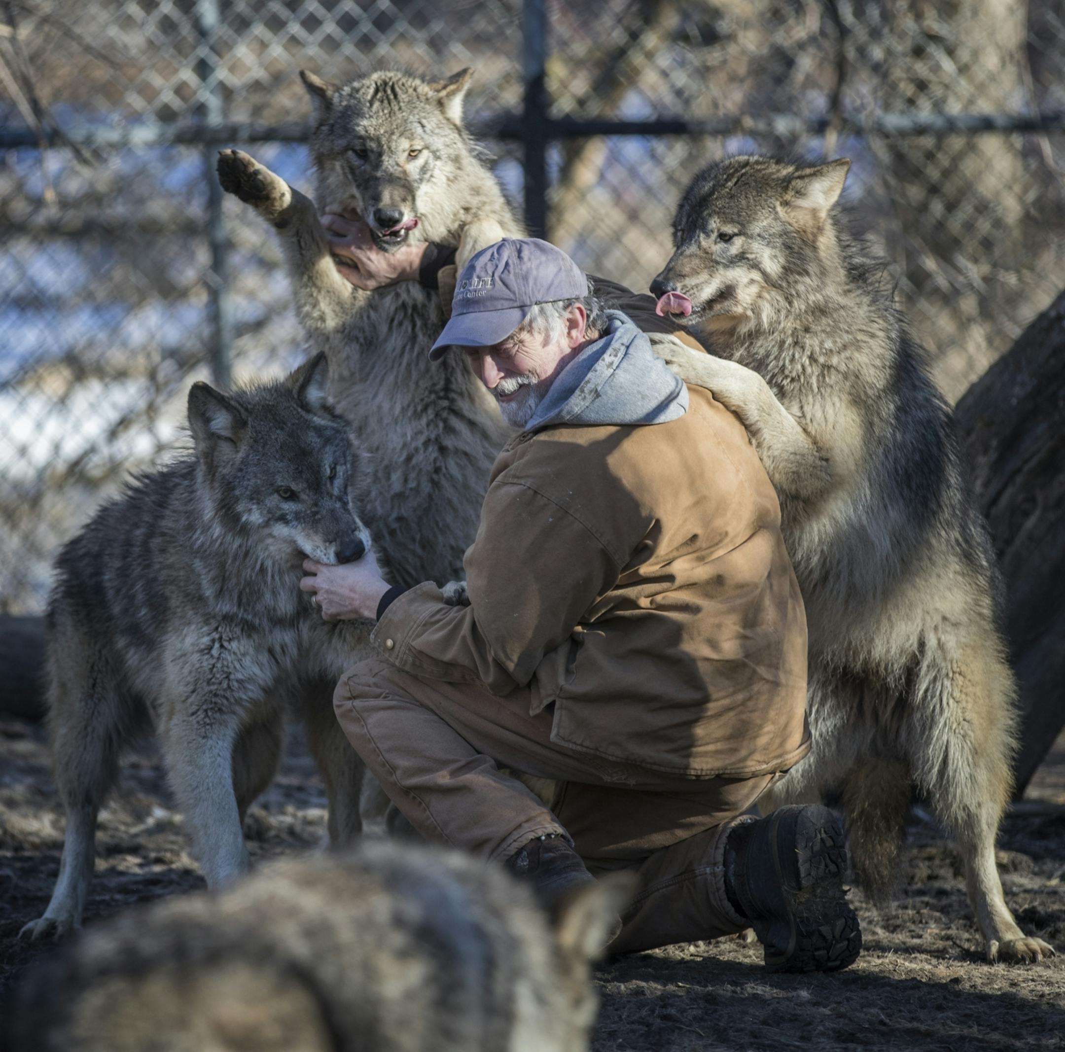 Mark Beckel, co-founder of the Wildlife Science Center, is greeted by the friendly wolves before moving them from Columbus.