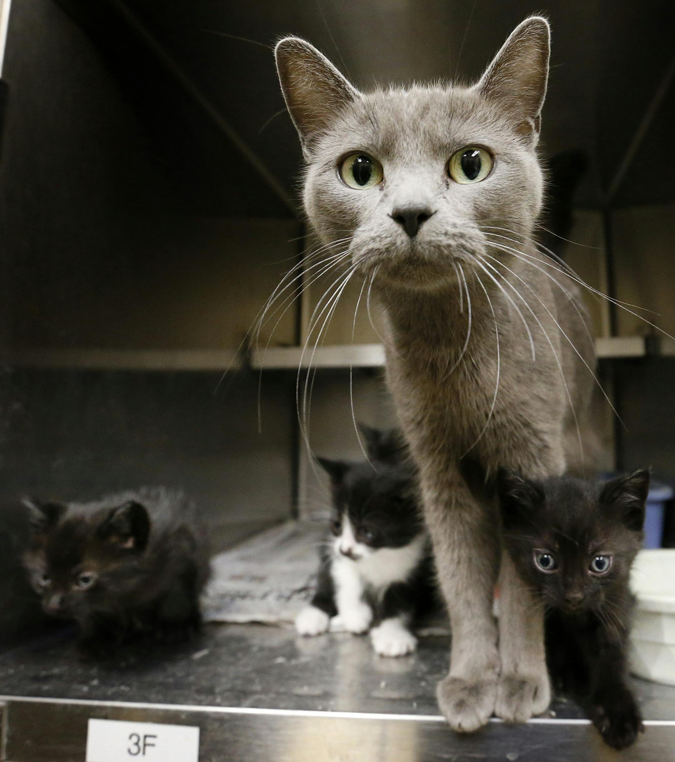 A family of cats waited to be fed at the Animal Control Center in St. Paul on Monday afternoon. ] CARLOS GONZALEZ cgonzalez@startribune.com - November 10, 2014, St. Paul, Minn., St. Paul is considering an animal rights ordinance to discourage the euthanizing of dogs and cats stranded in shelters, making it apparently the first Minnesota city to look at a national proposal that has been enacted elsewhere. What makes it interesting is that a number of animal rights groups, including PETA, don't li