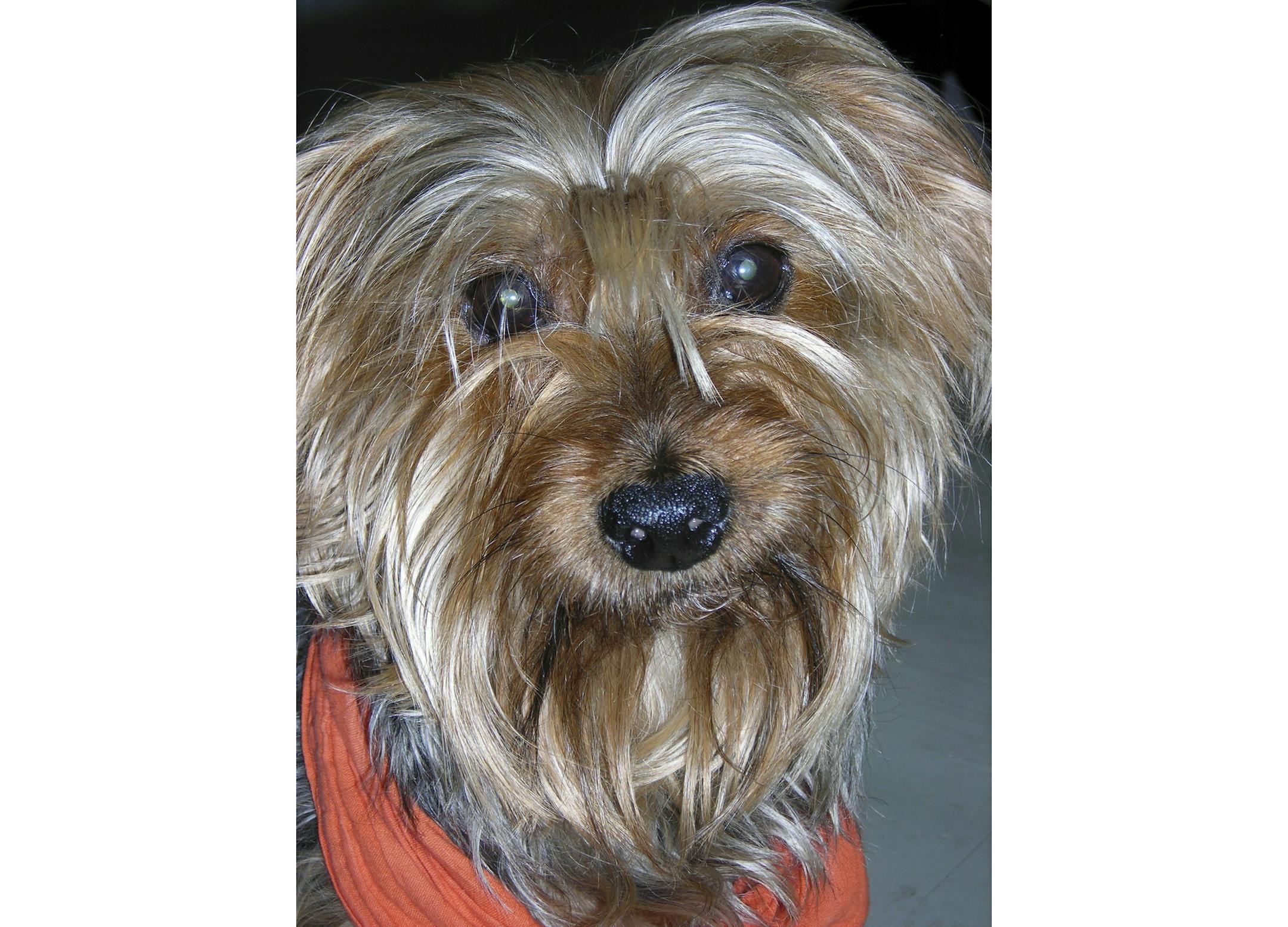 This undated photo provided by Festival Ballet Providence shows Archie, a Yorkshire Terrier who has performed in more than 125 performances of "The Nutcracker." Festival Ballet Providence has announced that its beloved 19-year-old Nutcracker dog is retiring from the stage. The company plans auditions for the next Nutcracker dog on Dec. 2, 2018, at their studios on Hope Street, in Providence, R.I. (Festival Ballet Providence via AP)