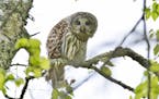 Beth Siverhus:ONE TIME USE ONLY
2. Something startled this barred owl.