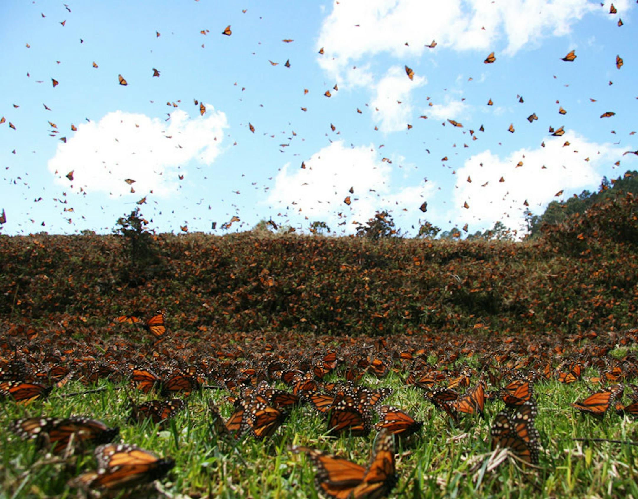 "Flight of the Butterflies"