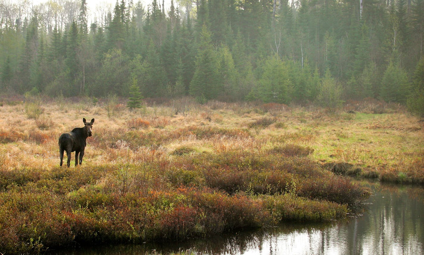 BRIAN PETERSON &#xef; brianp@startribune.com Gunflint Trail, MN ]This bull moose, sprouting the bumps of new antler growth on it's head, grazed in a swamp off the Gunflint Trail in northeastern Minnesota. Minnesota's moose are in truble, mysterious deaths could be the result of global warming. ORG XMIT: MIN2013091911372644