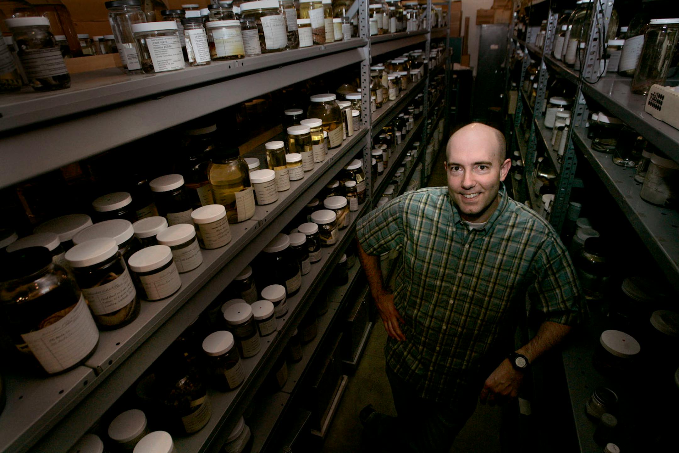 University of Minnesota Researcher Tony Gamble works studying the Gecko species. The Gecko featured is the Standings Day Gecko or Phelsuma standingii.
