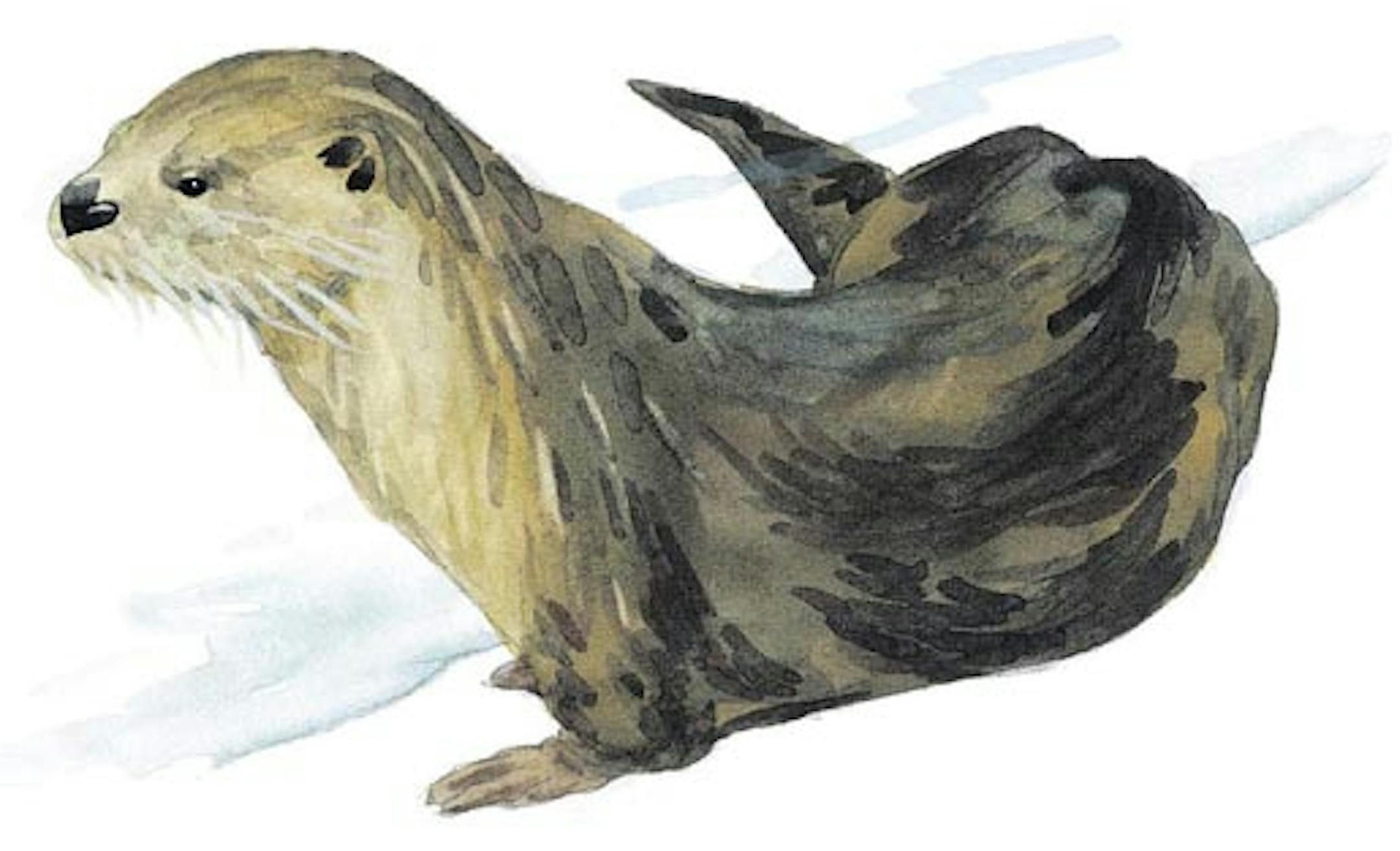 250 dpi 1 col. x 1.25 inches/52x32 mm/177x108 pixels Paul Schmid color illustration of a river otter. The Seattle Times 2000