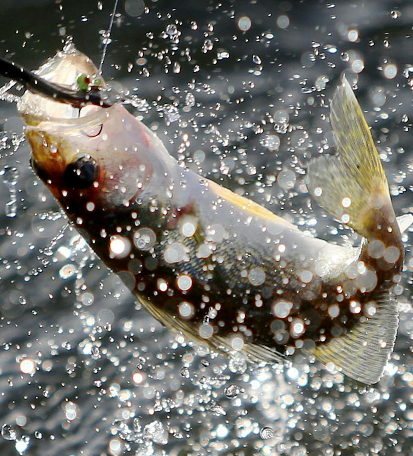 A small walleye is pulled in on the Twin Pines Resort boat Wednesday, July 29, 2015, during an evening excursion on Lake Mille Lacs.](DAVID JOLES/STARTRIBUNE)djoles@startribune.com The walleye crisis on Mille Lacs sparked a fresh round of fingerpointing, and fewer targets take more blame than the Mille Lacs Band of Ojibwe and the other bands who net fish in the shallows during spawning season. The racial tensions have always been there, but now the Indian bands are no longer the weaker partner i