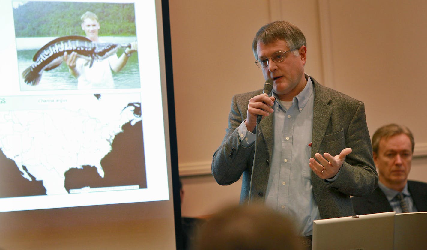 <H2>Peter Sorensen, Invasive species fighter</H2>
<p>A fish nut even as a kid, U of M professor Peter Sorensen earned his doctorate in biological oceanography for his discovery that compounds derived from stream microbes direct the migration of larval eels.</p>
<p>Sorensen has since turned much of his formidable intellect to the understanding of a fish Minnesotans detest — the common carp — with the hope that someday its plague upon the state might be ended.</p>
<p>In his quest, one question (am