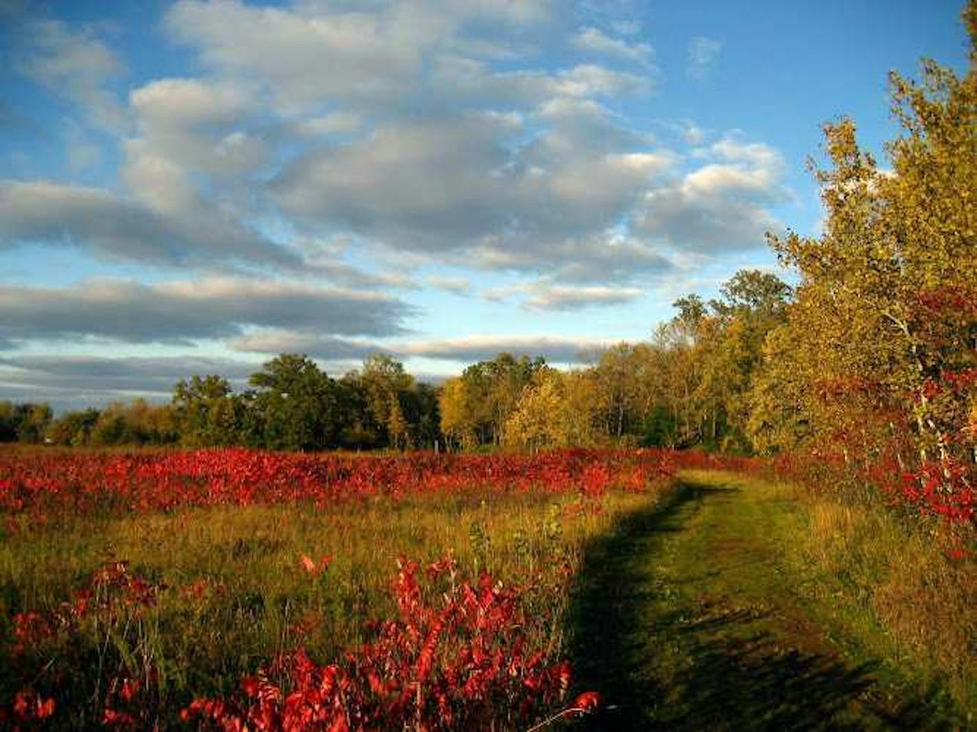 Photo by Jerrod Larson. Louisville Swamp Unit, Minnesota Valley National Wildlife Refuge.