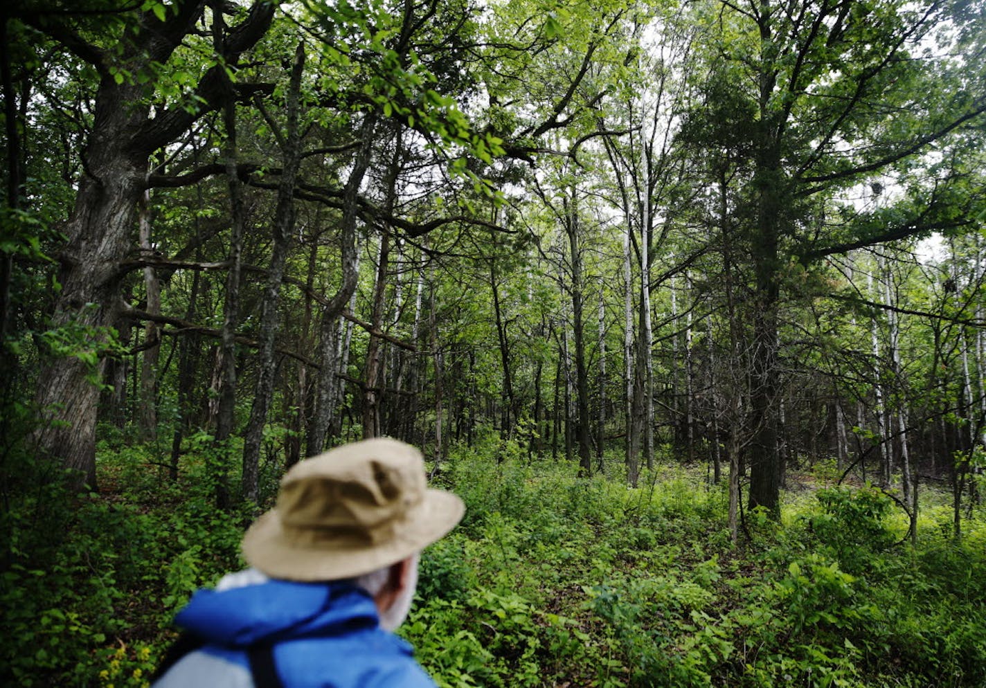 Tom Bell, a retired Park High School biology teacher, hiked through Cottage Grove Ravine Regional Park in 2015. Work on a $3.9 million trailhead building for the park could get underway as soon as this week.