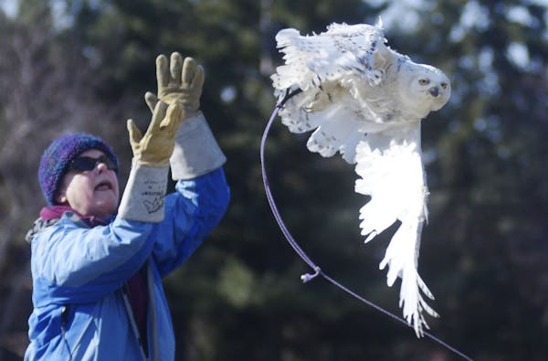 The two-year-old snowy owl takes its first flight on Wednesday outside the Raptor Center on the University of Minnesota campus after being injured in 