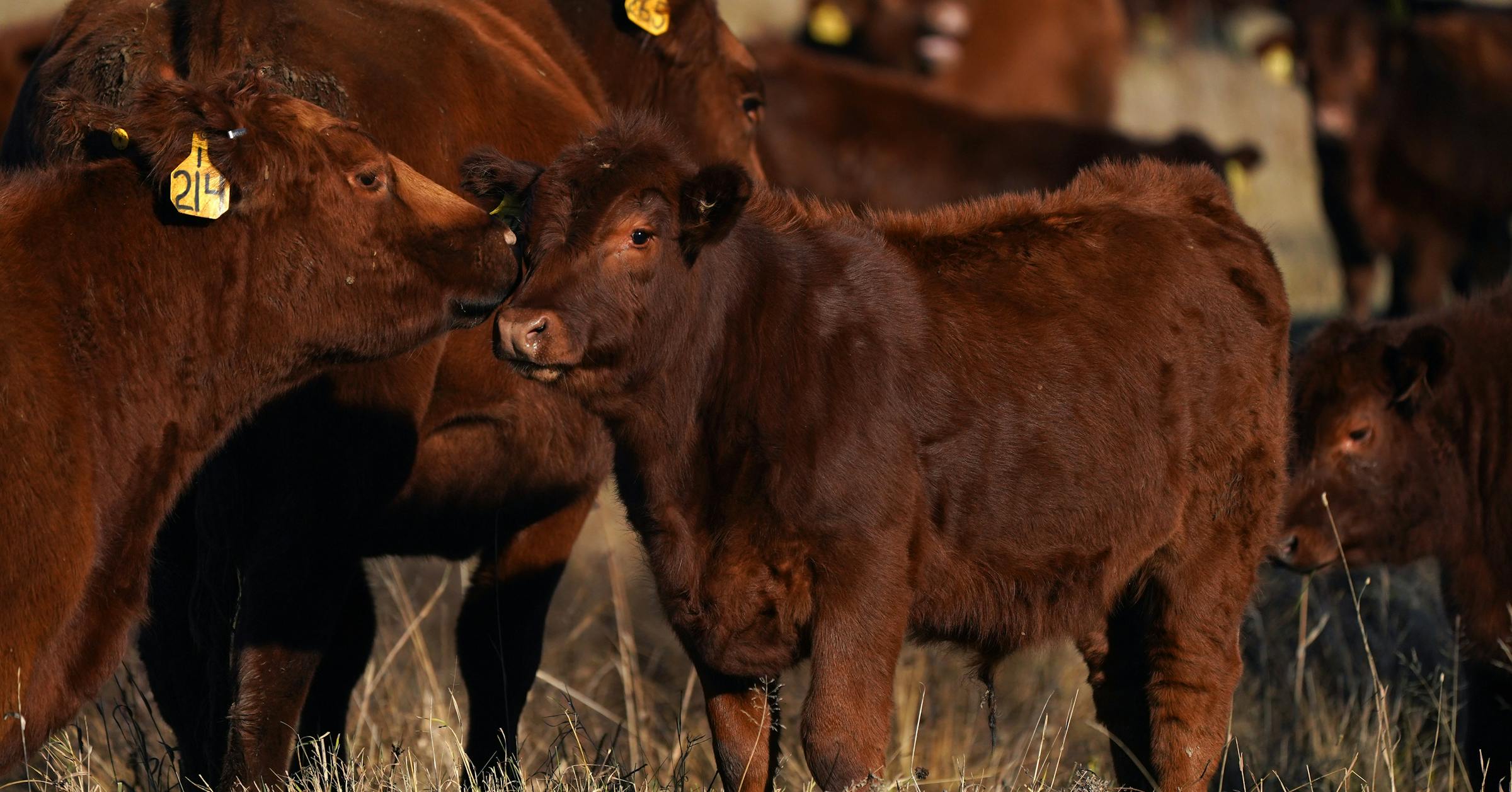 Cattle-rustling claims levied against Minnesota feedlot operators