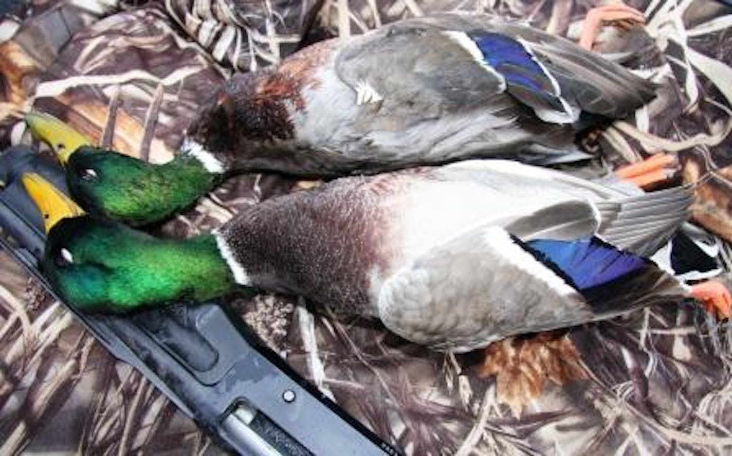 In one of his windiest days of duck hunting, the author dropped two greenheads in Minnesota last Wednesday.