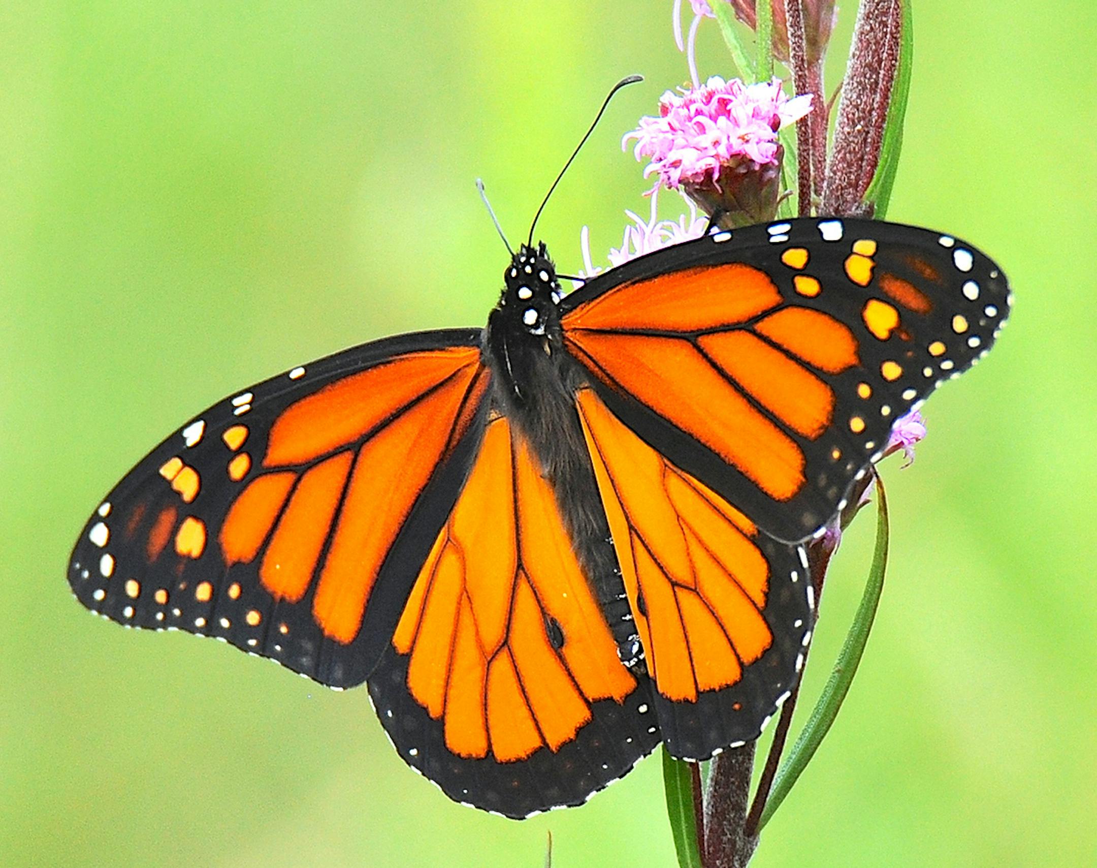Monarch on flower credit: Jim Williams Special to the Star Tribune