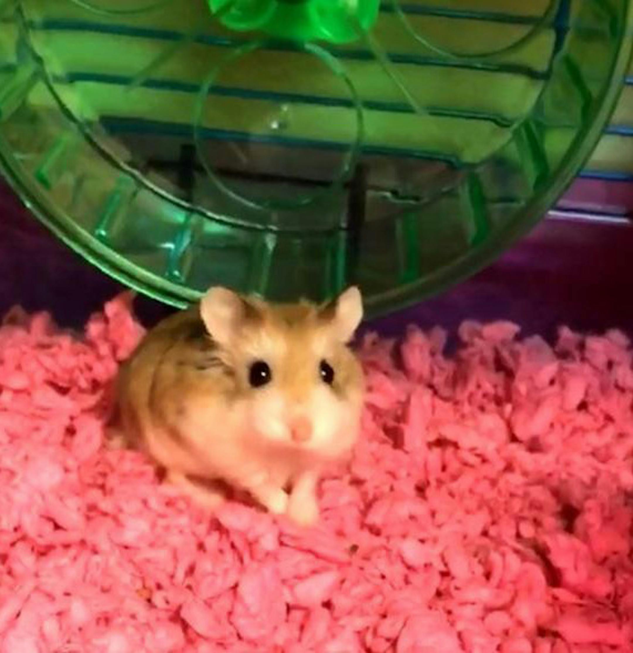 Belen Aldecosea, a college student from Miami Beach, says Spirit Airlines pressured her to flush Pebbles, her pet hamster, down an airport toilet.
(Handout/Miami Herald/TNS)