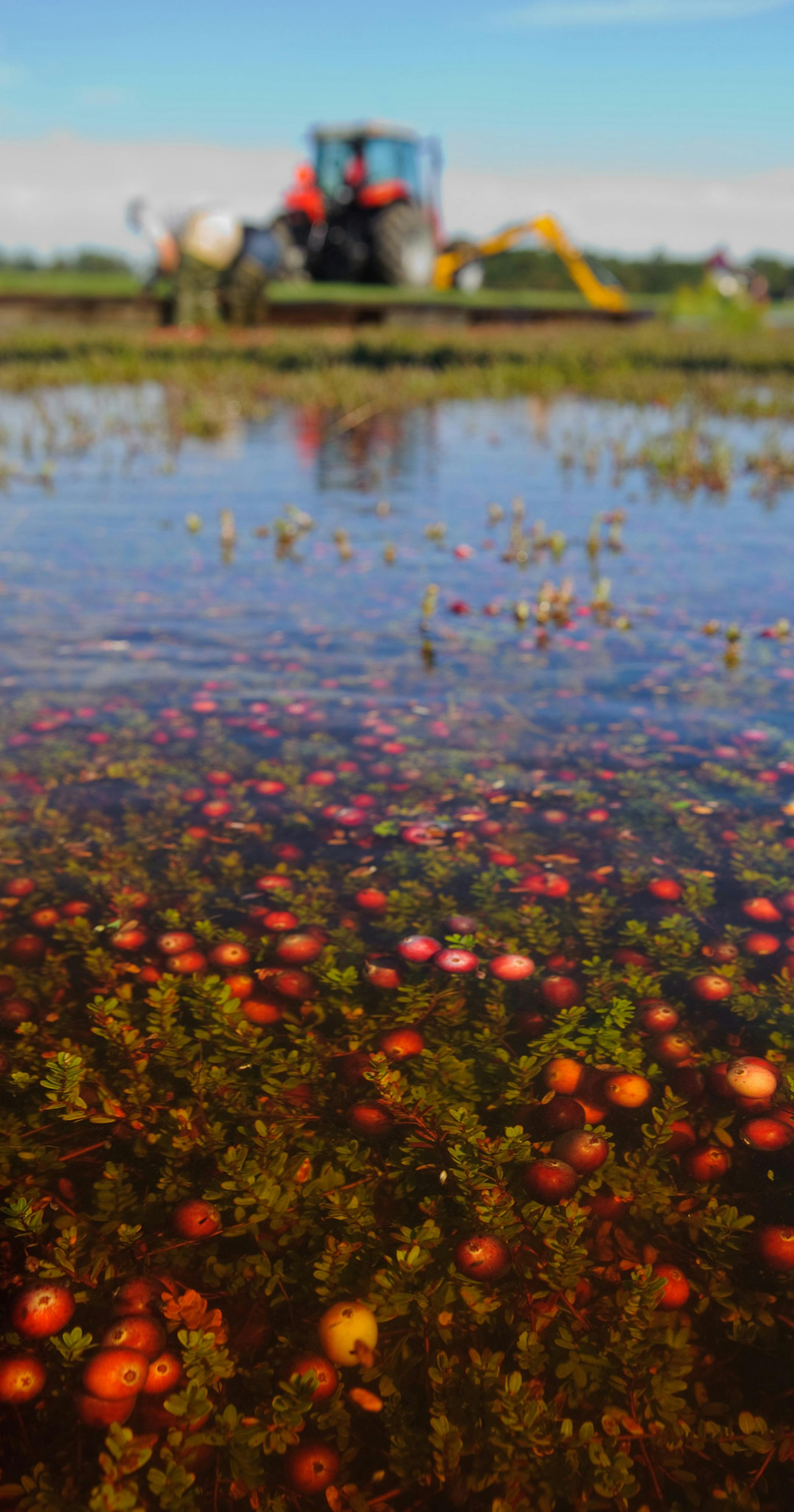 Wayne R. Martin Underwater berries, from "Cranberries Revealed," by Wayne Martin.