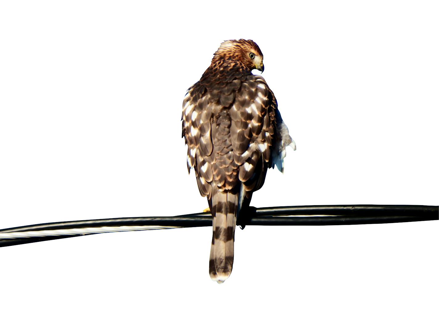 cooper's hawk perched on an electric wire