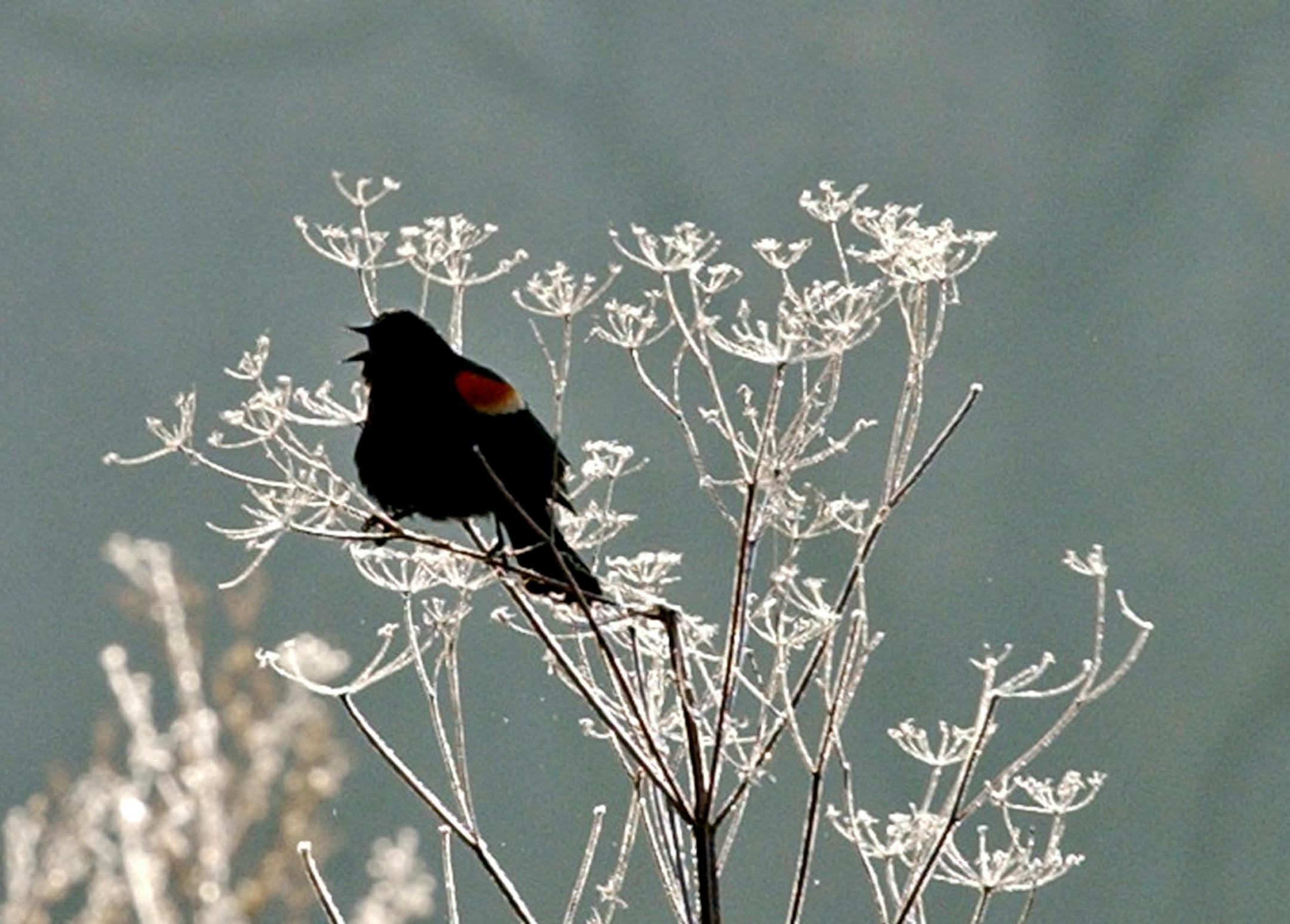 JOEY MCLEISTER ¥ jmcleister@startribune.com Whitewater State Park,Mn.,Sat.,April 14, 2007--A red-winged blackbird perched in a frosty field across from the Whitewater Valley Visitor Center in the state park. GENERAL INFORMATION: Many anglers were trout fishing in Whitewater State Park and Wildlife Management Area in southeastern Minnesota.