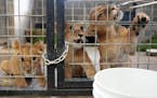 Tammy Thies, founder and executive director of The Wildcat Sanctuary, feeds bits of meat to a trio of lion cubs who were rescued, along with one other