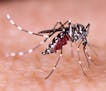 Dengue, zika and chikungunya fever mosquito (aedes aegypti) on human skin. (Dreamstime/TNS)