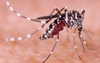Dengue, zika and chikungunya fever mosquito (aedes aegypti) on human skin. (Dreamstime/TNS)