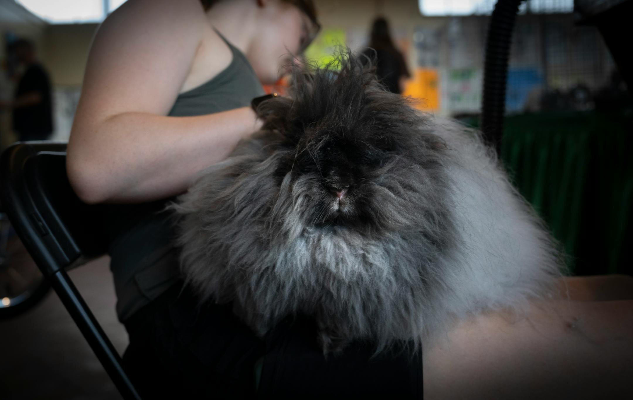 Ayla Sonnek, 16, of Princeton, blow dries the hair of her English angora rabbit Miracle on the first day of the Minnesota State Fair on Thursday, Aug. 24, 2023 in Falcon Heights, Minn. She spent three hours drying the animals hair on a cool setting and then had to brush her out.