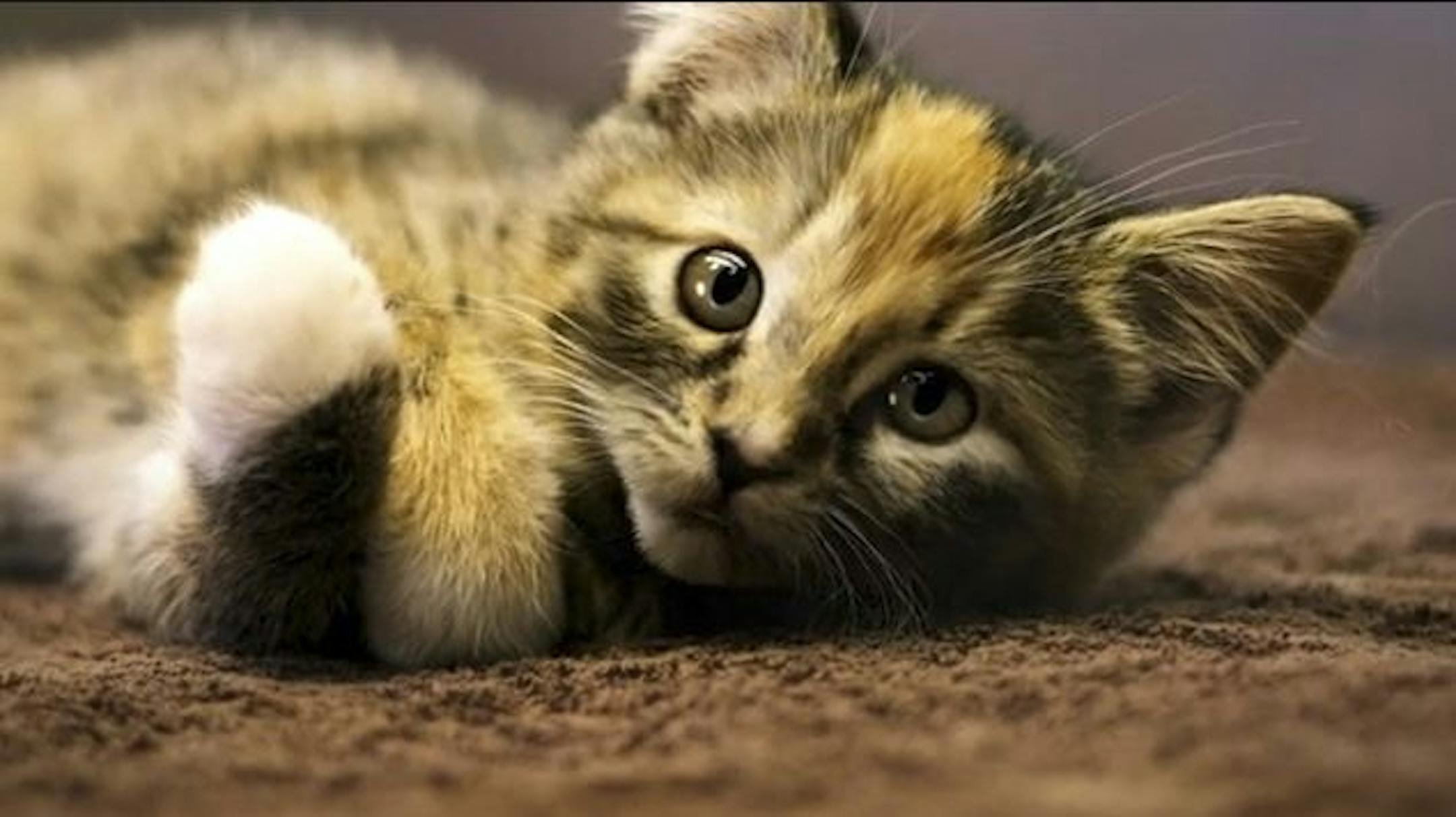 Screen shot from Animal Humane Society video