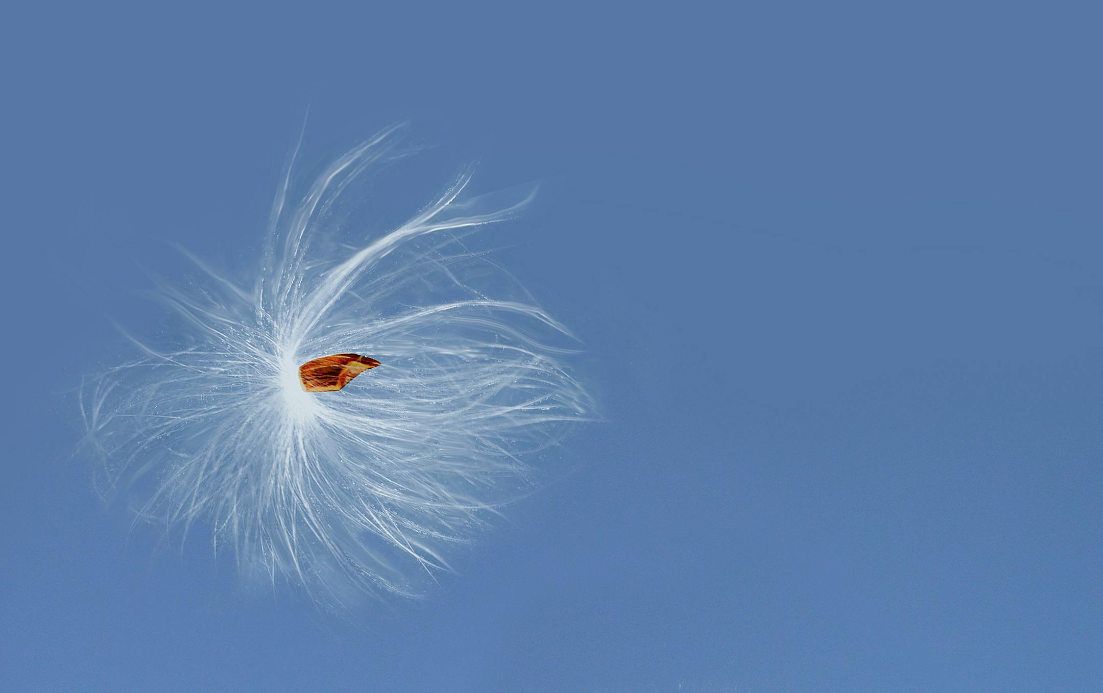 A milkweed seed danced in the sky.