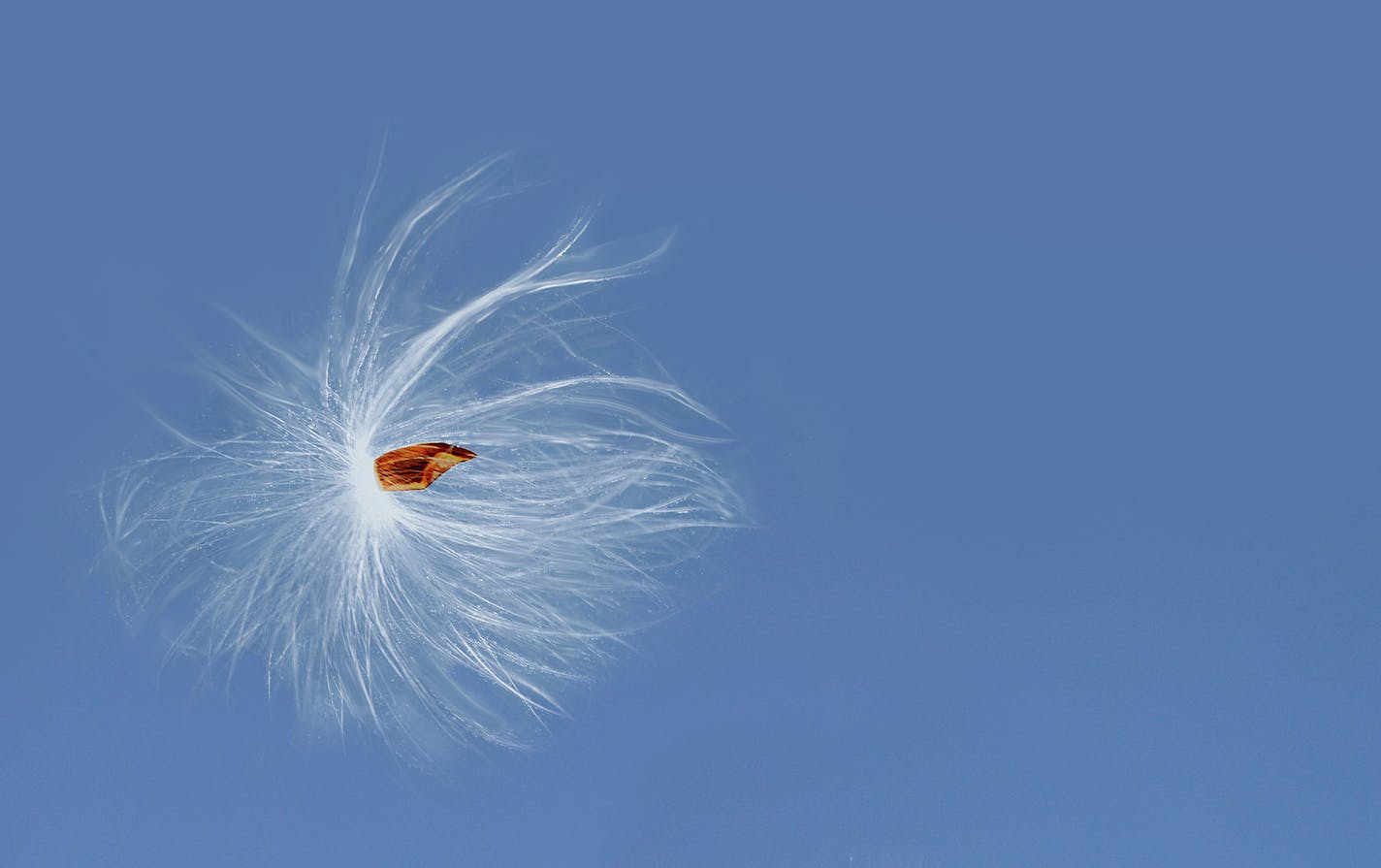 A milkweed seed danced in the sky.