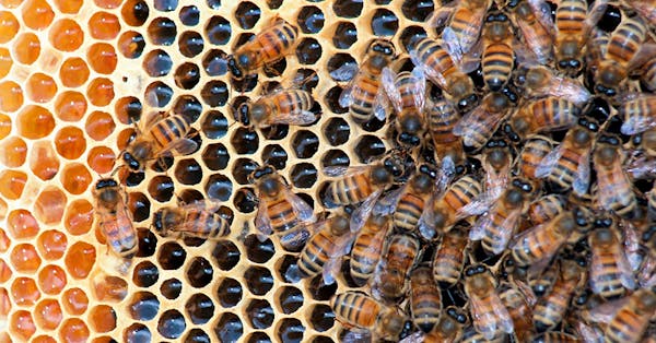 In a March 30, 2012 photo, honeybees fill a hive at Golden Angels Apiary in Singers Glen, Va. Though colony collapse disorder has not affected Valley 