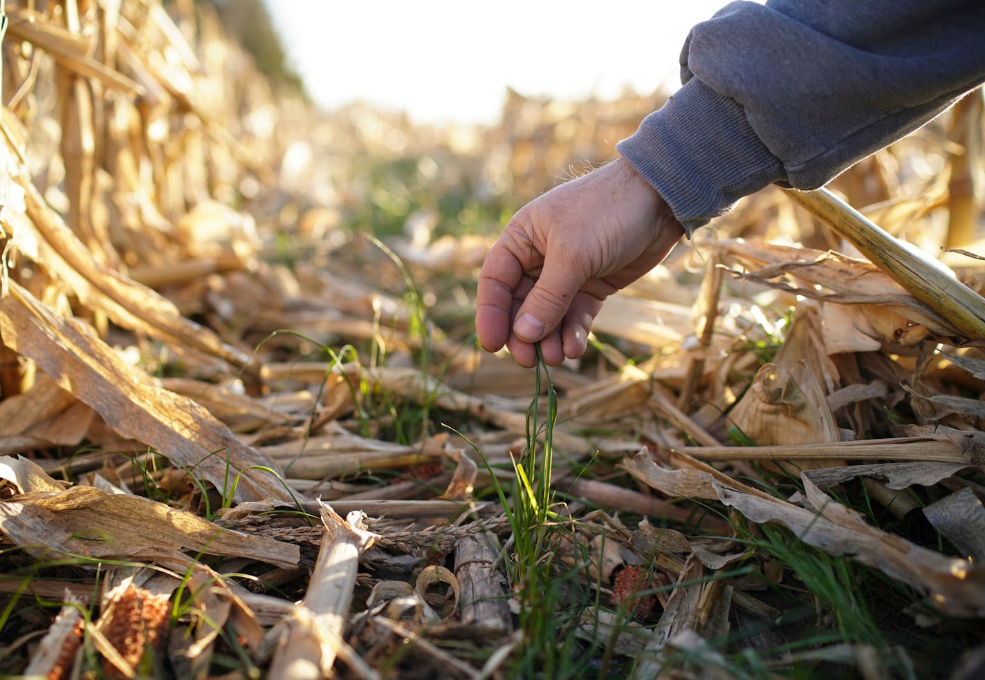 Remaining cover crop of rye grass that remained after a harvest of corn in a field near Byron, Minn.